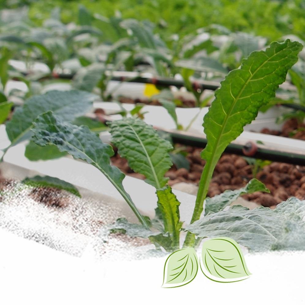 Veggies from the backyard is the best way forward! - True Leaf Farms