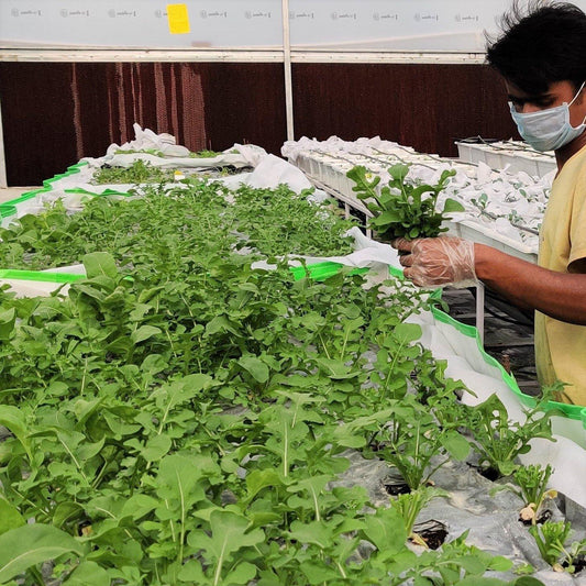 Hygiene is important, not just for us but for our veggies too! - True Leaf Farms