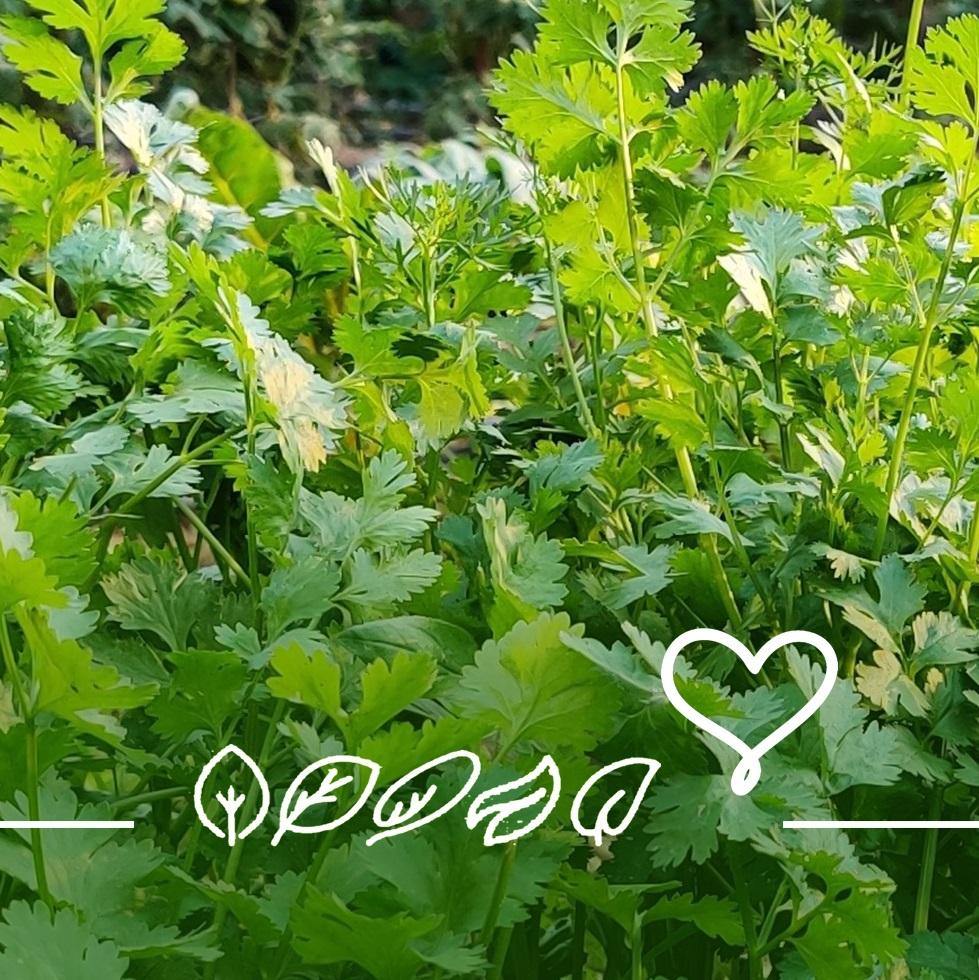 Know why your vegetables should rise early, even if you don’t! - True Leaf Farms