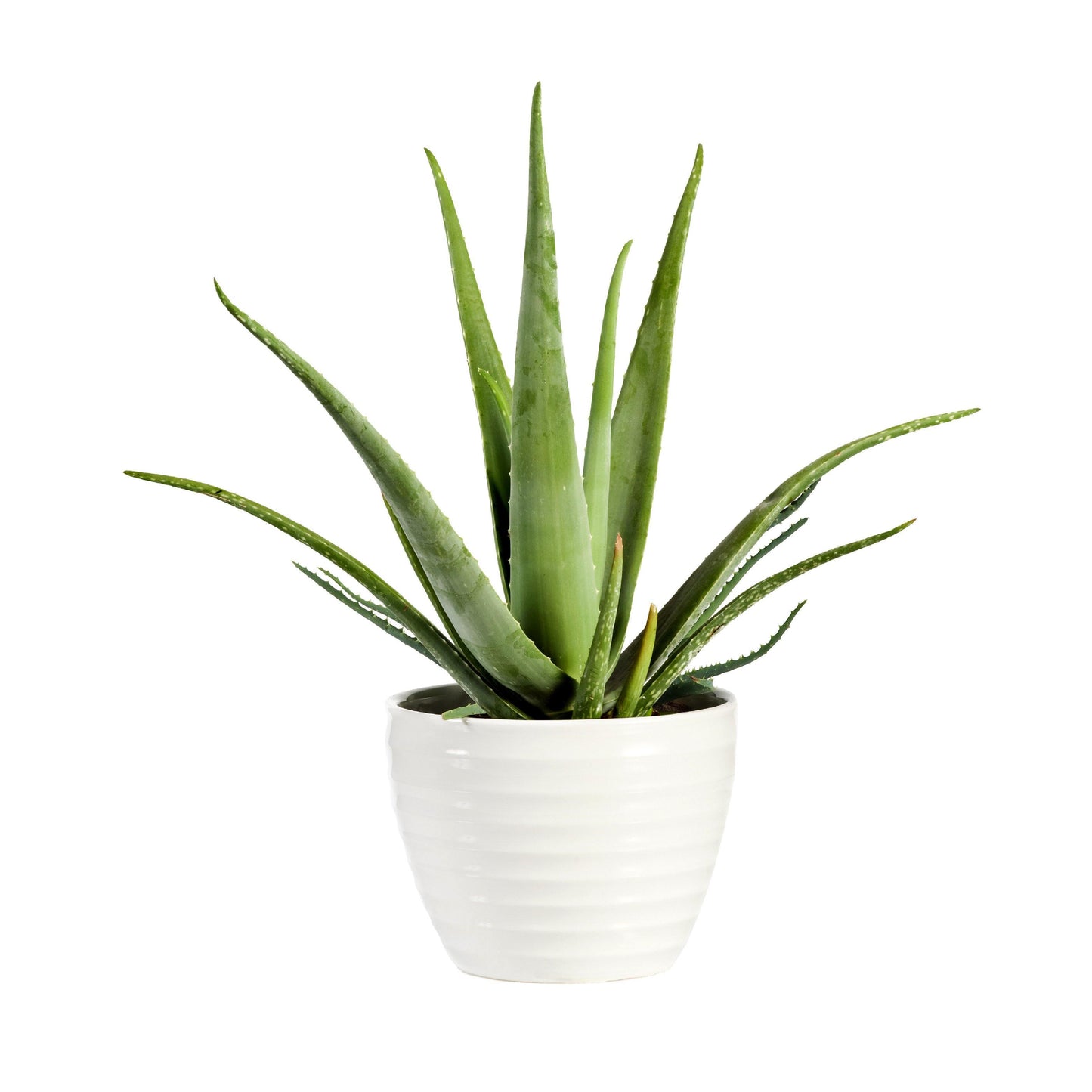 Aloe Vera Plant - True Leaf Farms