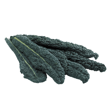 Fresh Harvested Kale from True Leaf Farms