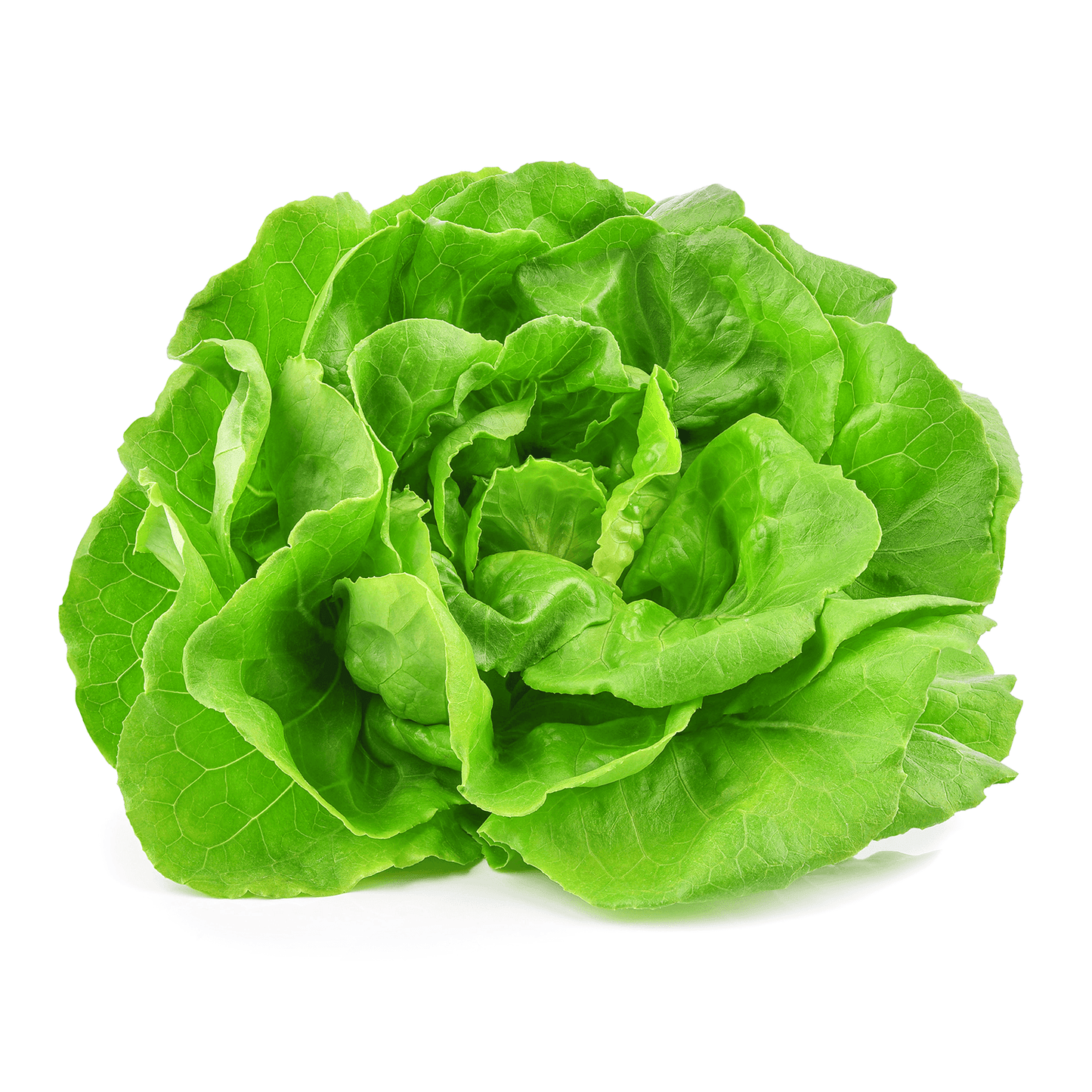 Butterhead Lettuce - True Leaf Farms