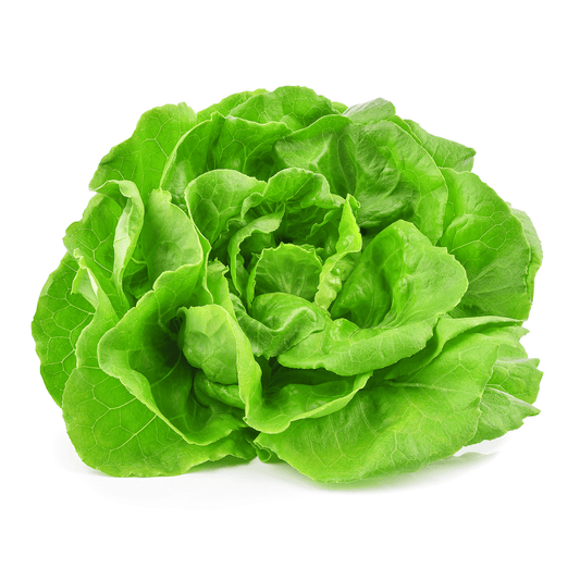 Butterhead Lettuce - True Leaf Farms
