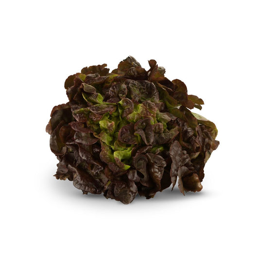 Red Oakleaf Lettuce