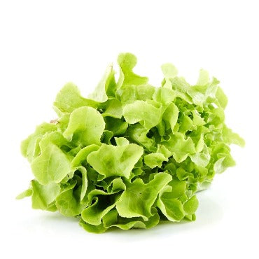 Green Oakleaf Lettuce