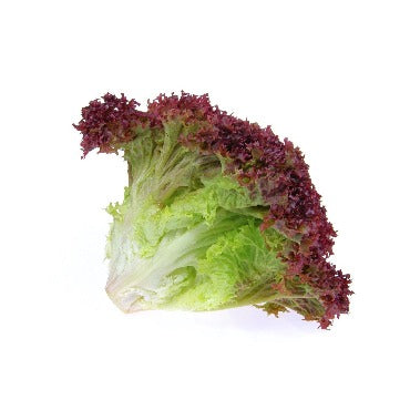 Lolla Rossa Lettuce - True Leaf Farms