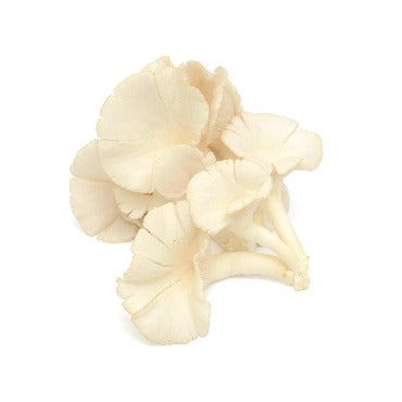 Oyster Mushrooms - True Leaf Farms