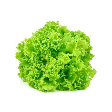 Green Leaf Lettuce - True Leaf Farms