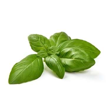 Basil Leaves