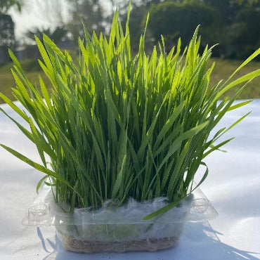 Live Wheatgrass - True Leaf Farms