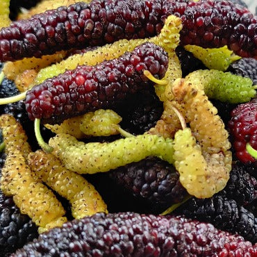 Mulberries - True Leaf Farms